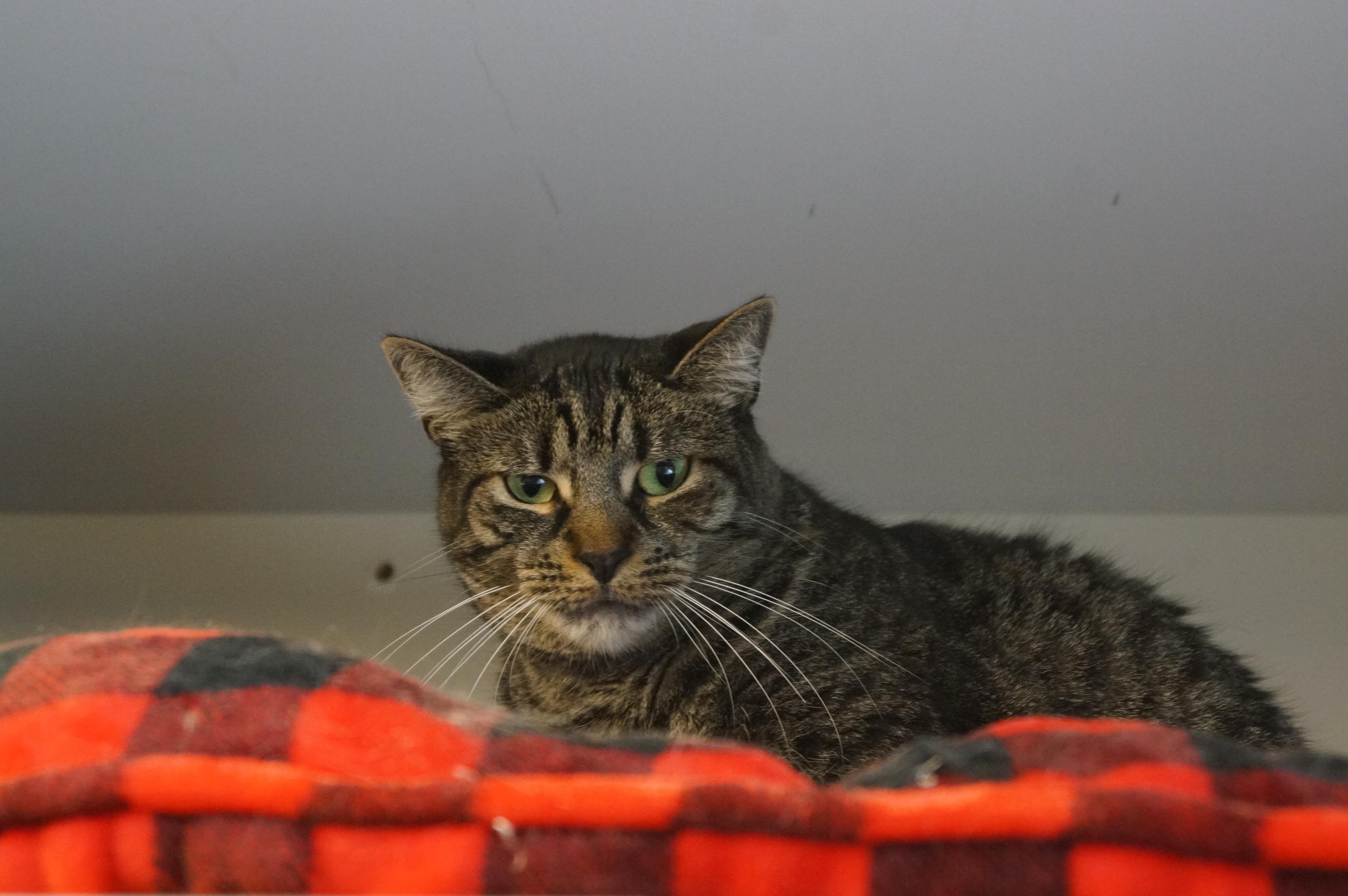 Bodhi, a Adoptable mixed breed in New Milford, CT image 3/6