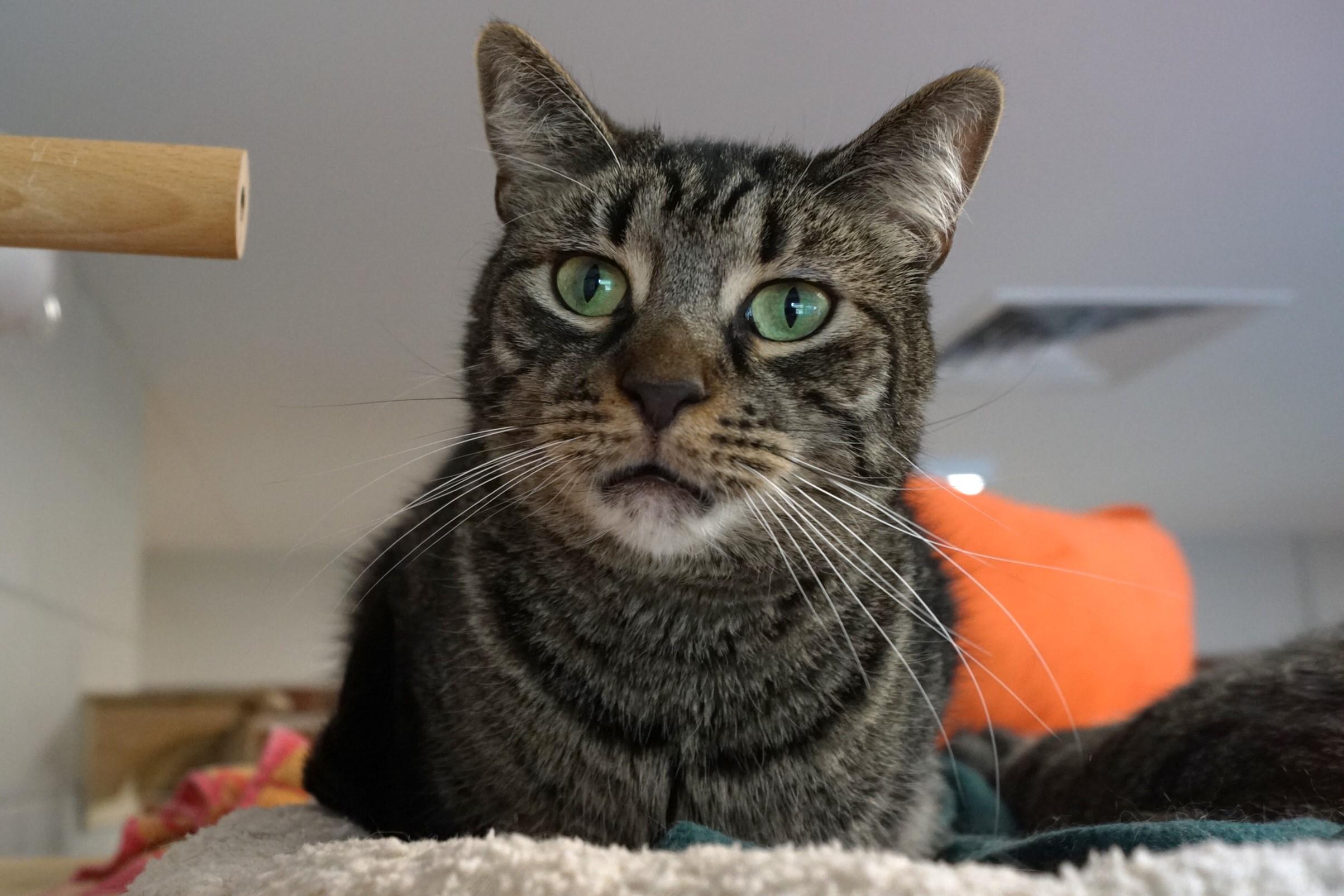 Bodhi photo 4