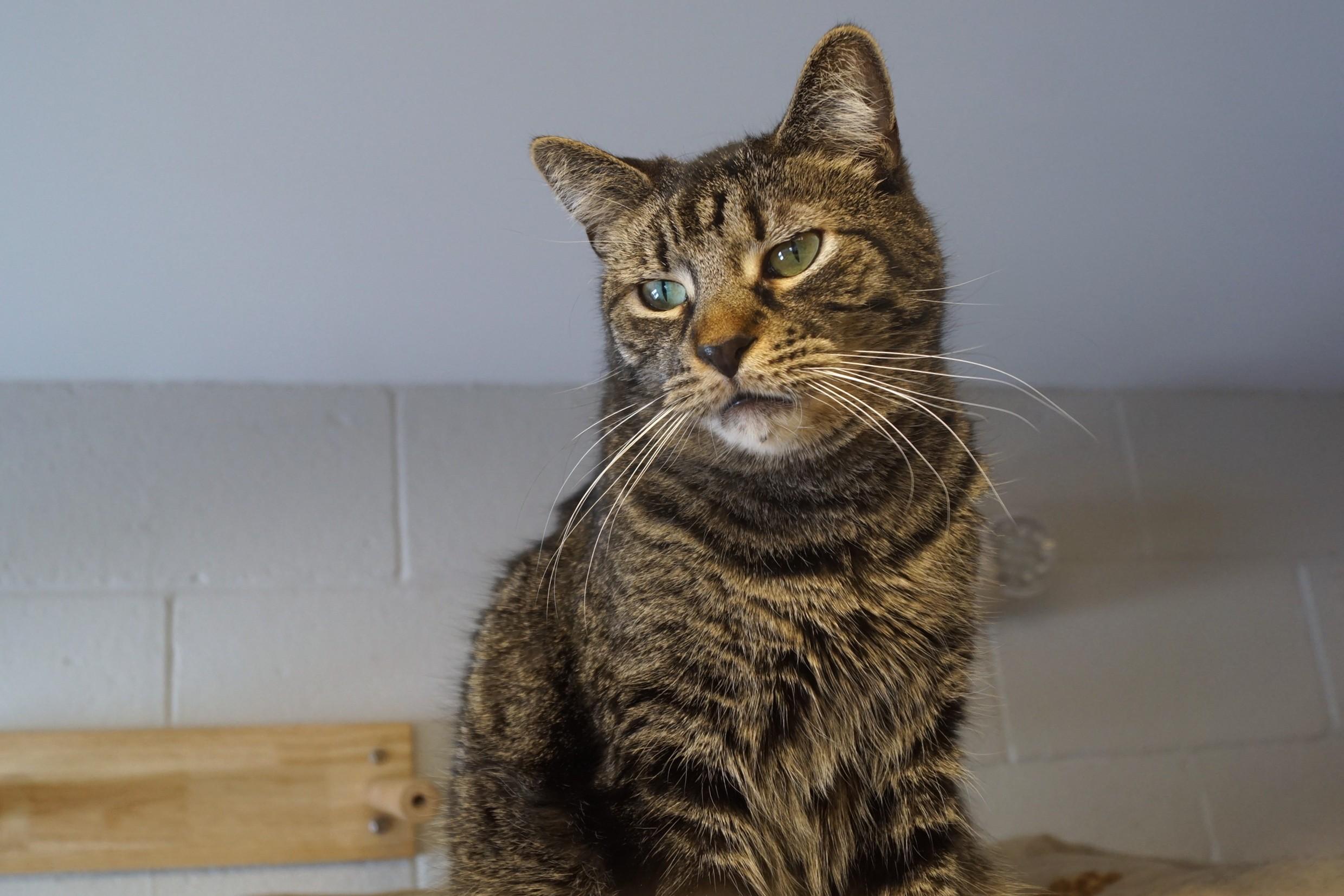 Enlarge Bodhi, a Adoptable mixed breed in New Milford, CT image 5/6