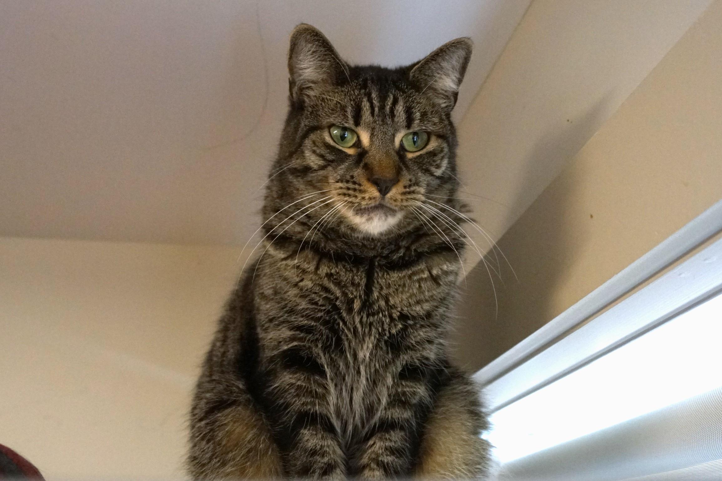 Bodhi, Adoptable, Adult Female Tabby & Domestic Short Hair.