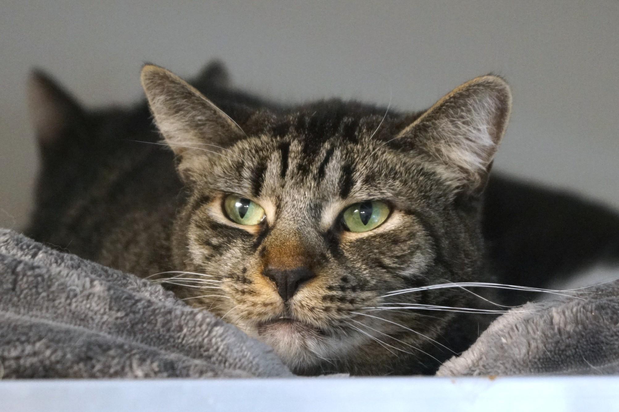 Enlarge Bodhi, a Adoptable mixed breed in New Milford, CT image 6/6