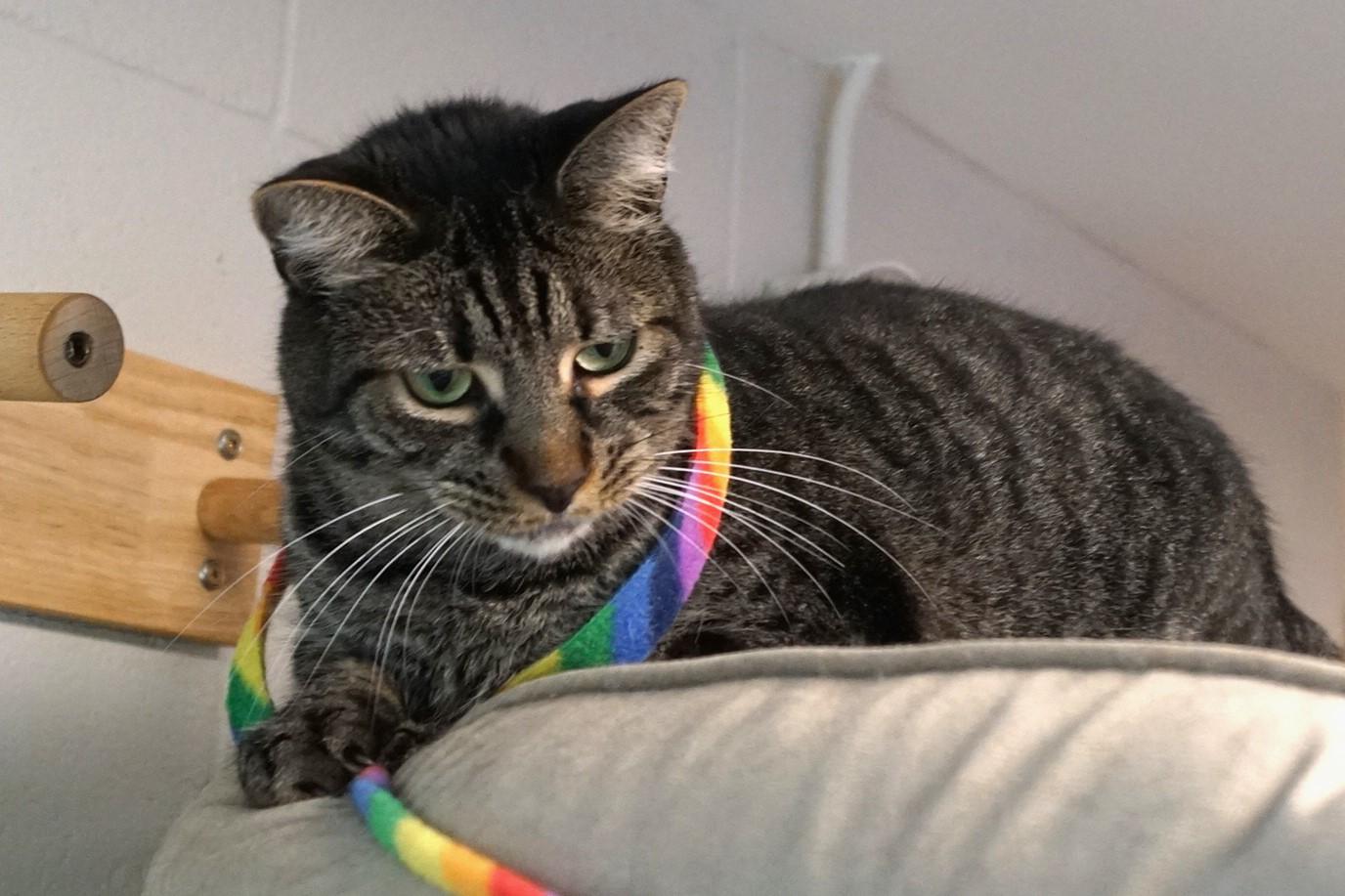 Enlarge Bodhi, a Adoptable mixed breed in New Milford, CT image 4/6
