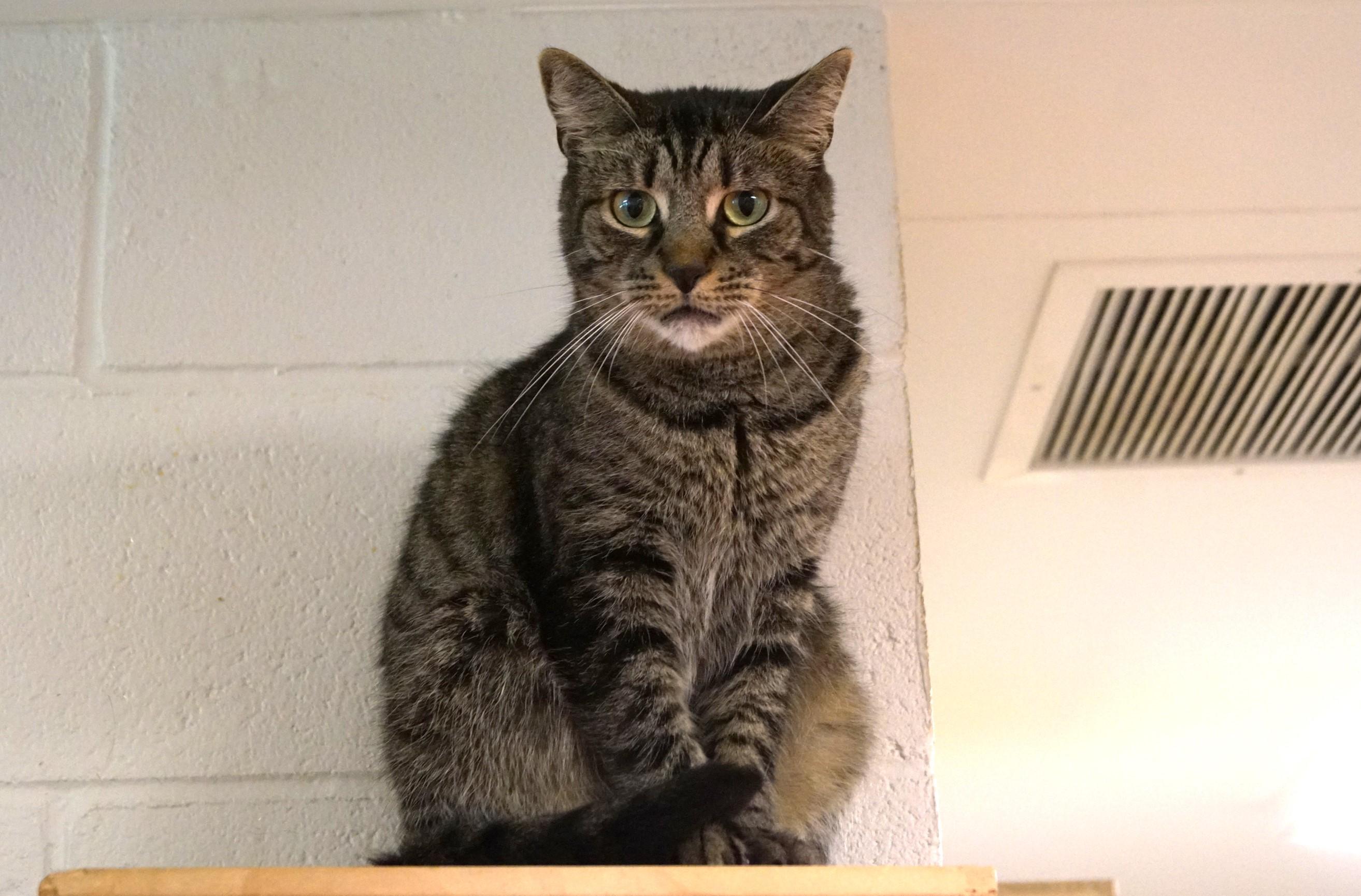 Bodhi, a Adoptable mixed breed in New Milford, CT image 6/6