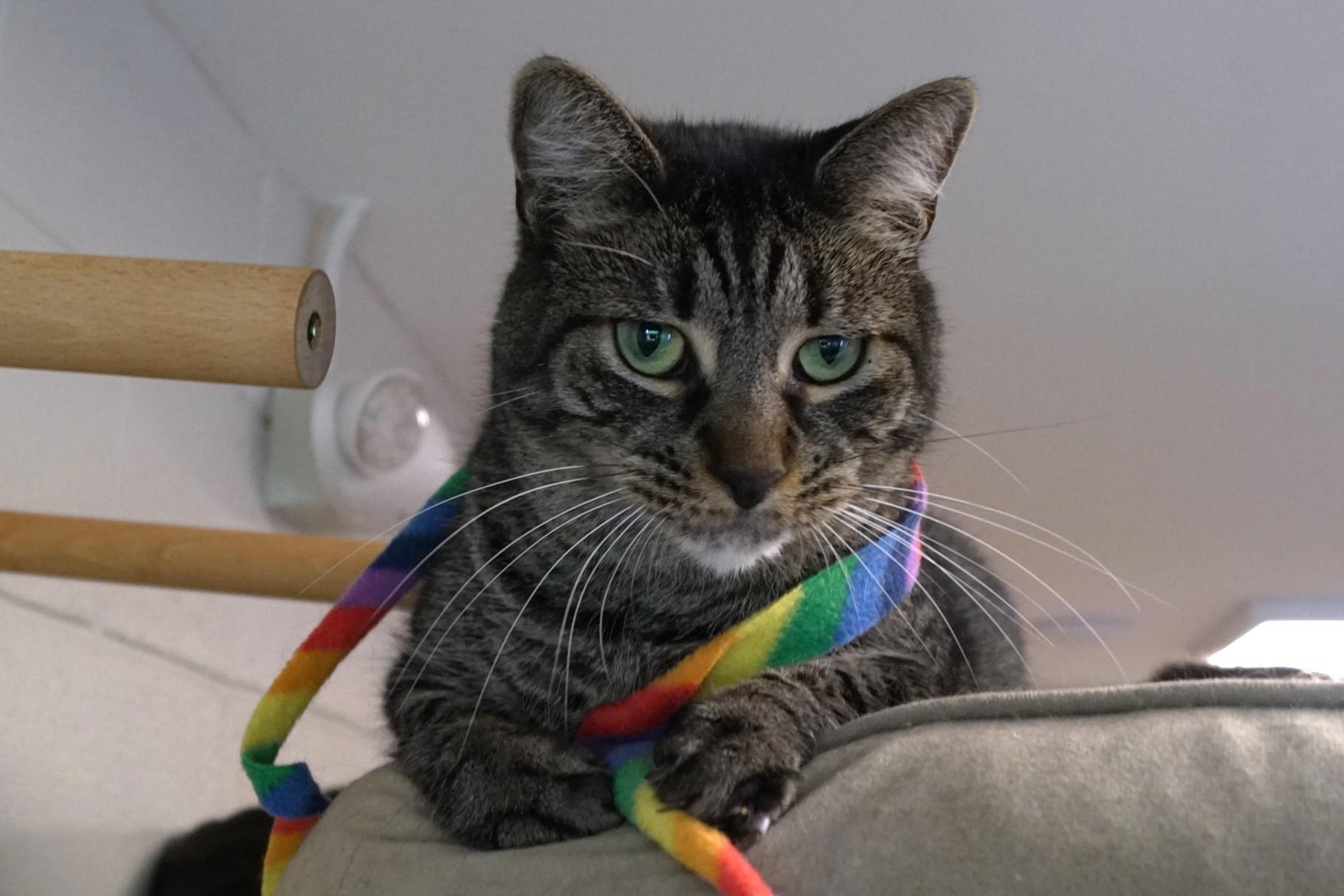 Bodhi, a Adoptable mixed breed in New Milford, CT image 4/6