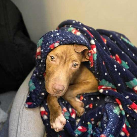 Mr. Wrinkles, Adoptable, Young Male Mixed Breed.