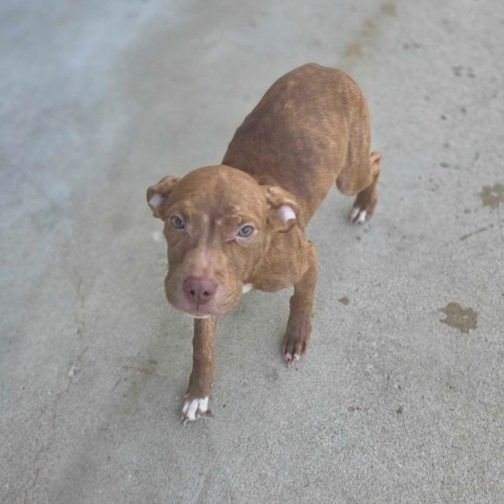 Mr. Wrinkles, Adoptable, Young Male Mixed Breed.