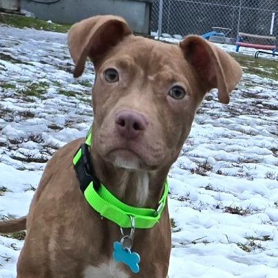 Enlarge Mr. Wrinkles, a Adoptable Mixed Breed in Owosso, MI image 2/5