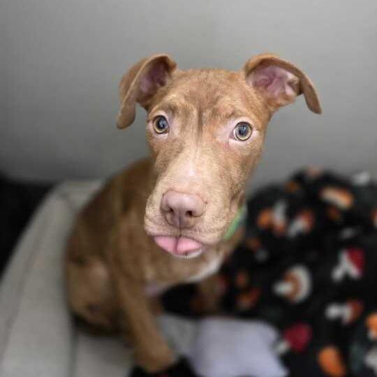 Enlarge Mr. Wrinkles, a Adoptable Mixed Breed in Owosso, MI image 4/6