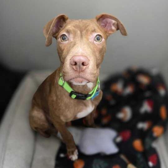 Enlarge Mr. Wrinkles, a Adoptable Mixed Breed in Owosso, MI image 5/6