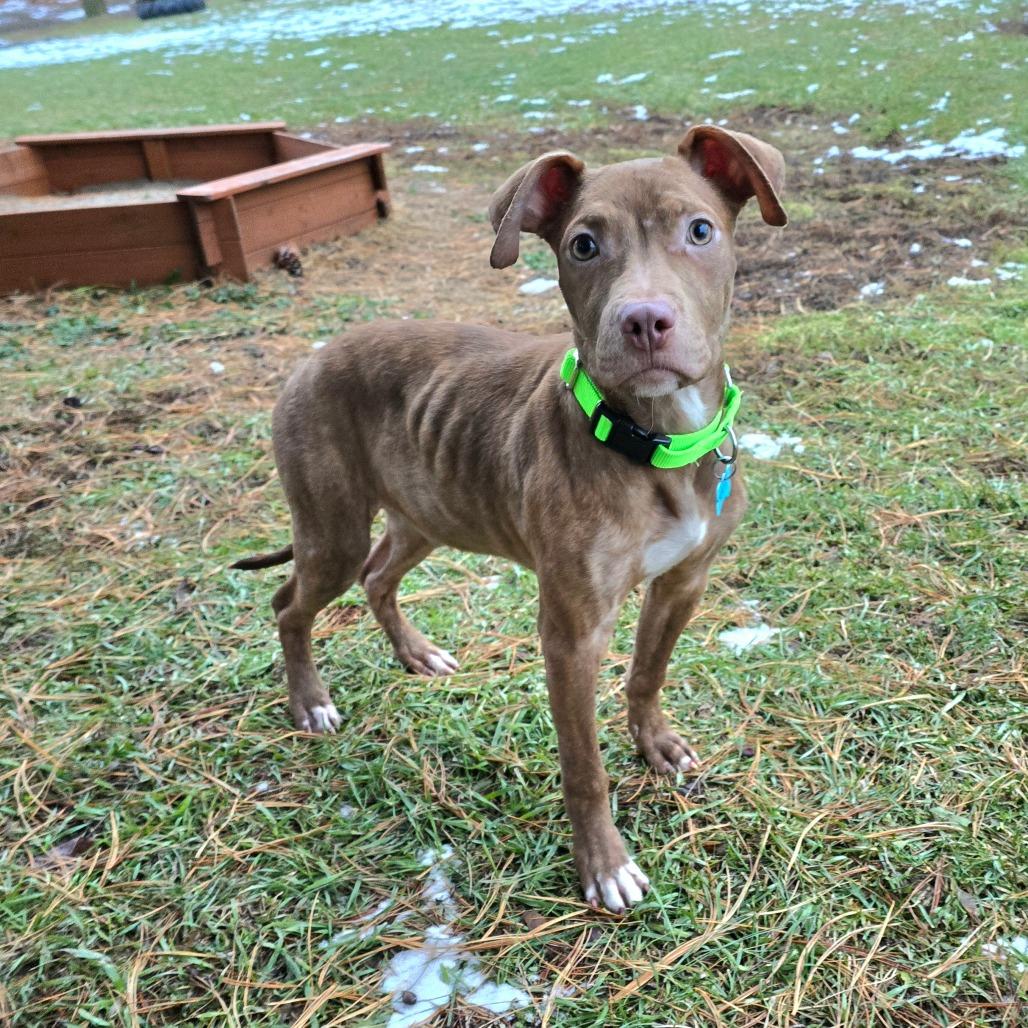 Enlarge Mr. Wrinkles, a Adoptable Mixed Breed in Owosso, MI image 4/5