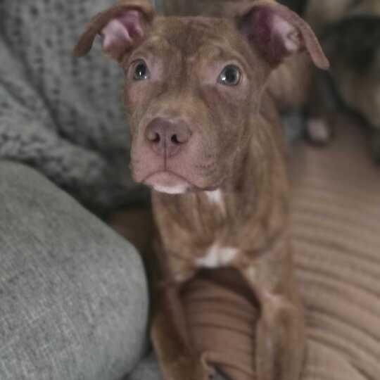 Enlarge Mr. Wrinkles, a Adoptable Mixed Breed in Owosso, MI image 5/5