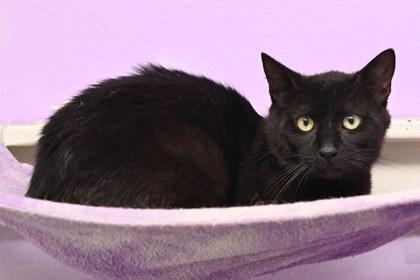 Enlarge Benz, a Adoptable Domestic Short Hair image 1/1