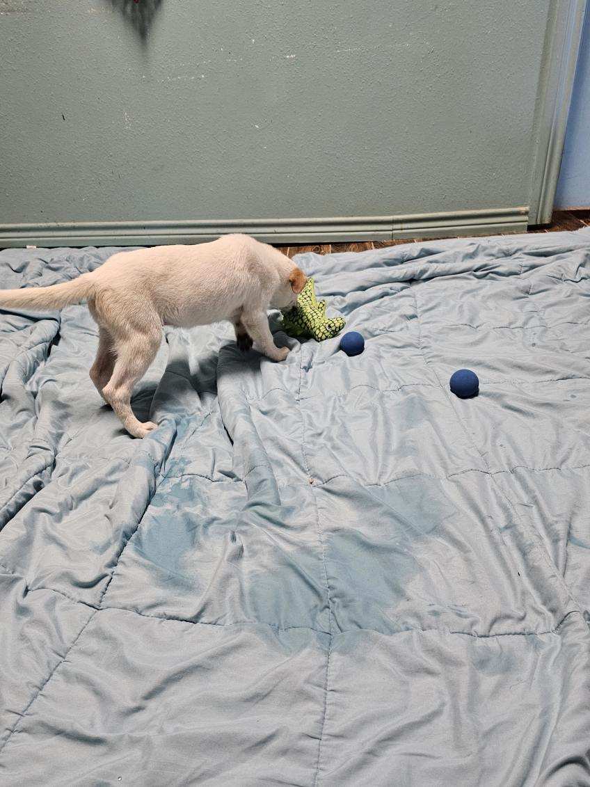 Gypsy rose, Adopted, Puppy Female Great Pyrenees.