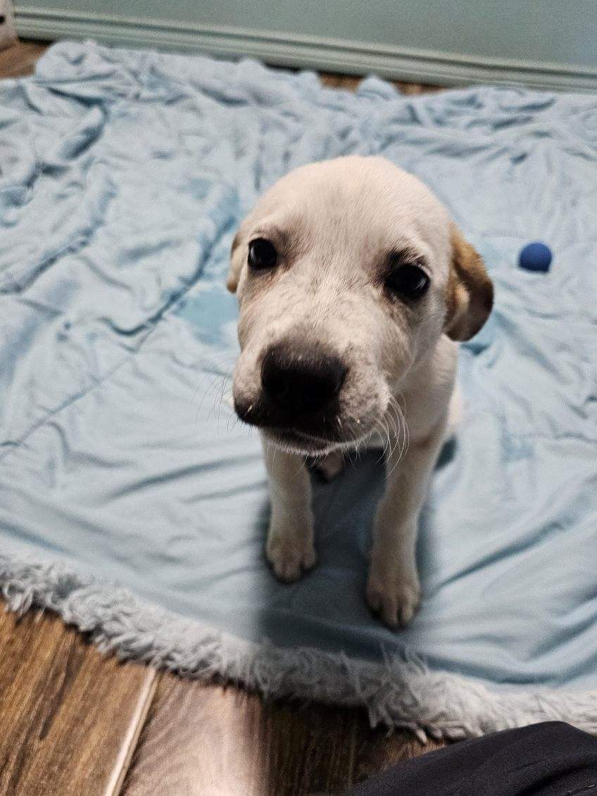 Enlarge Gypsy rose, a Adopted Great Pyrenees in Hearne, TX image 2/2