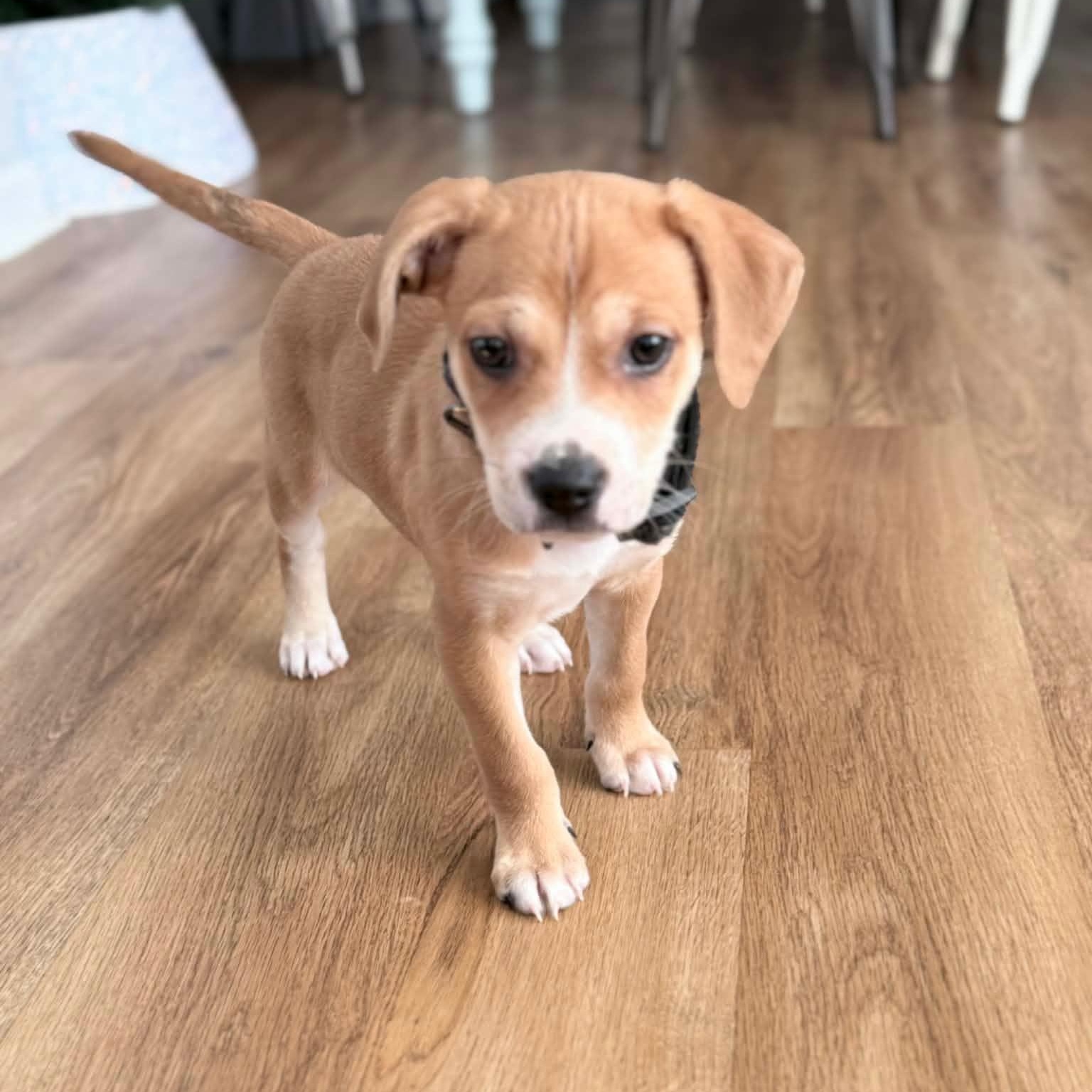 Enlarge Hamilton, a ADOPTABLE mixed breed in Rock Hill, SC image 3/6