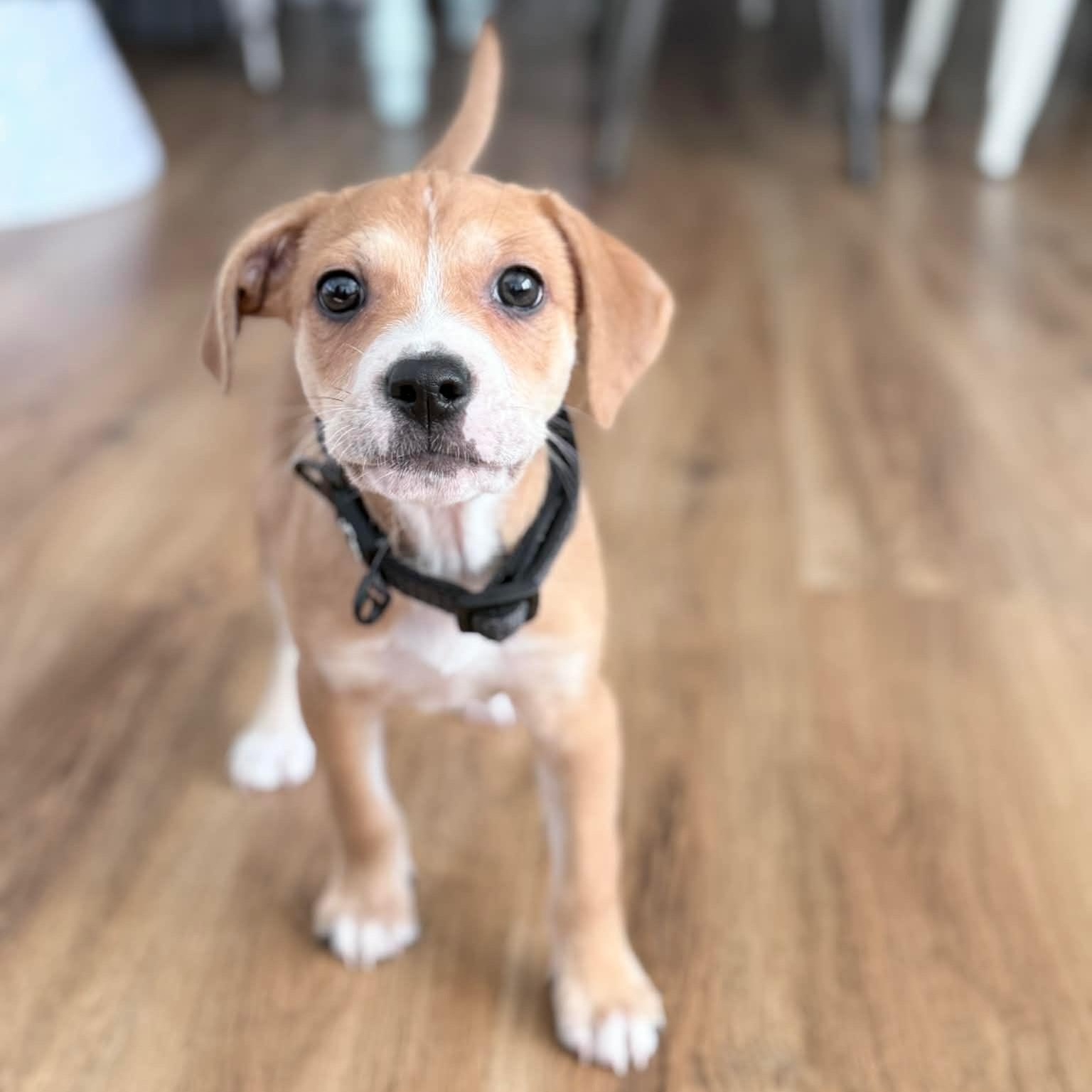 Enlarge Hamilton, a ADOPTABLE mixed breed in Rock Hill, SC image 2/6