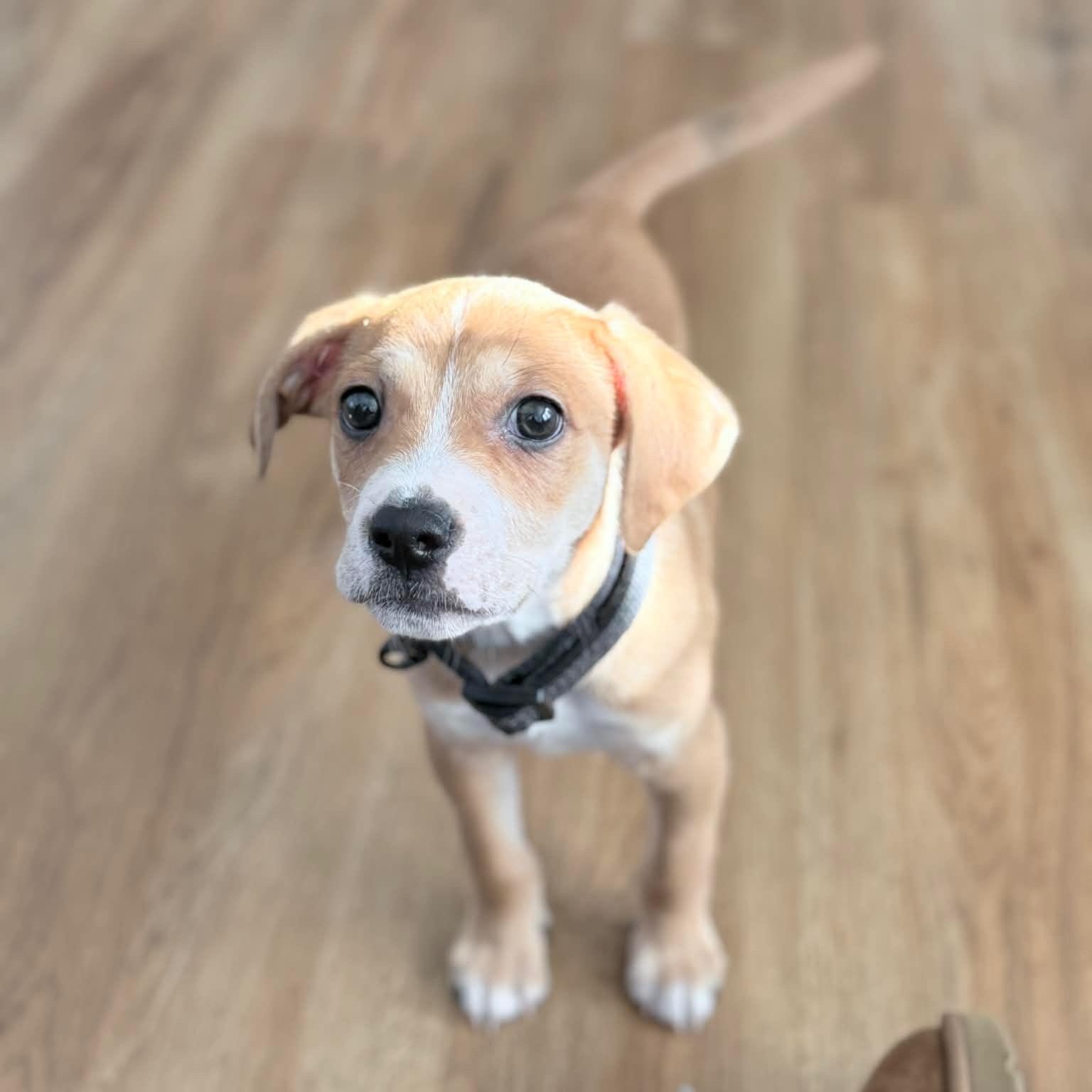 Hamilton, ADOPTABLE, Puppy Male Beagle.