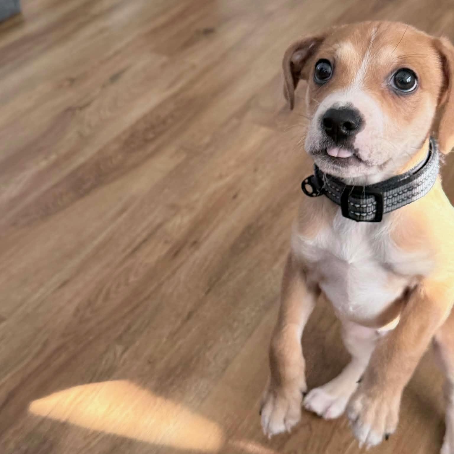 Enlarge Hamilton, a ADOPTABLE mixed breed in Rock Hill, SC image 4/6