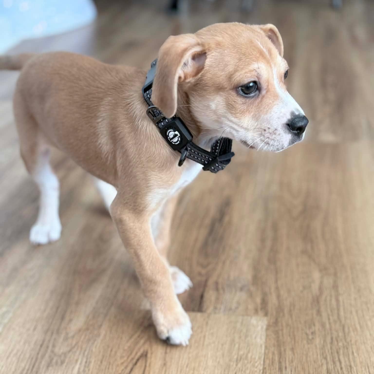 Enlarge Hamilton, a ADOPTABLE mixed breed in Rock Hill, SC image 6/6