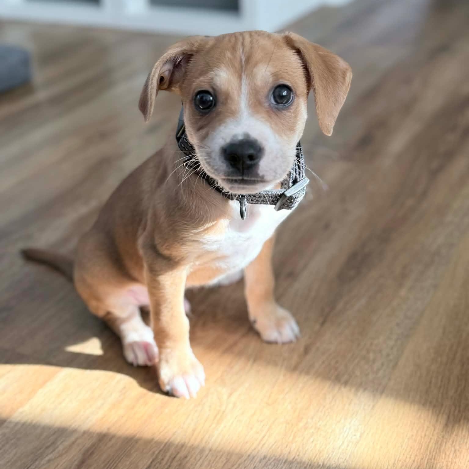 Enlarge Hamilton, a ADOPTABLE mixed breed in Rock Hill, SC image 5/6