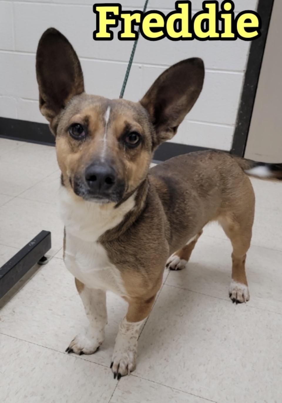 Freddie, ADOPTABLE, Young Male Carolina Dog & Chihuahua.
