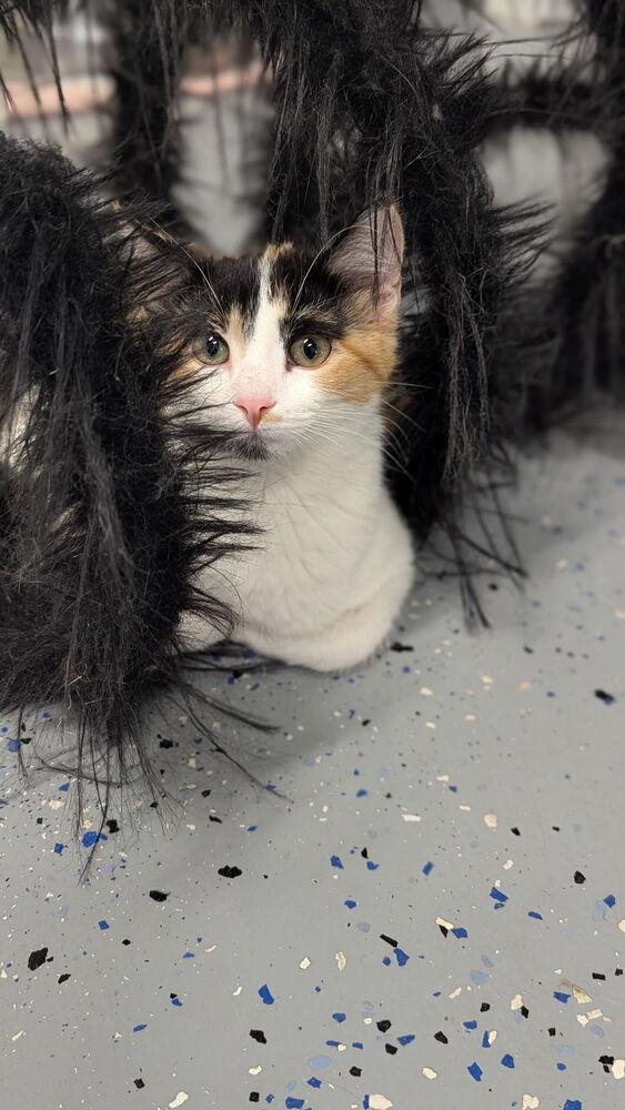 Zona Mae, Adoptable, Kitten Female Domestic Short Hair.