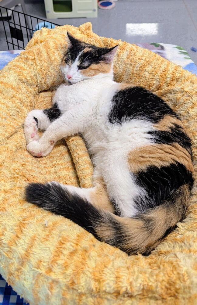 Enlarge Zona Mae, a Adoptable Domestic Short Hair in Sparta, WI image 2/3