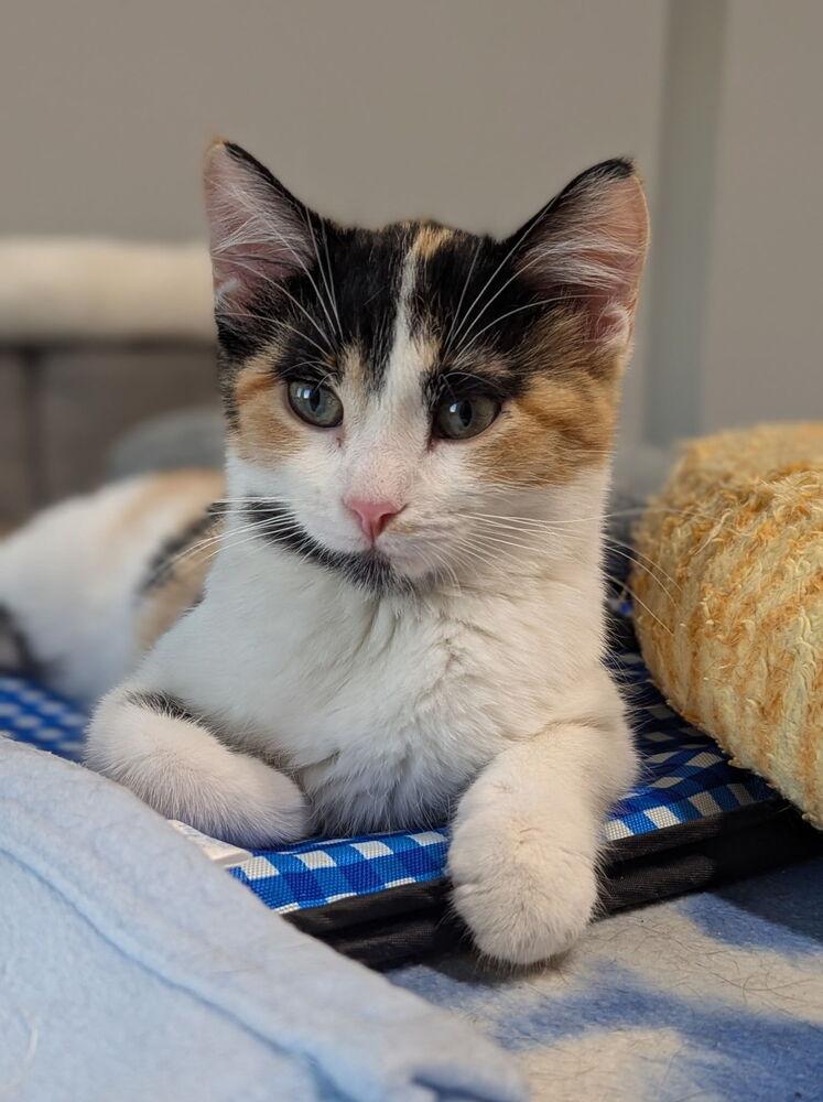 Enlarge Zona Mae, a Adoptable Domestic Short Hair in Sparta, WI image 3/3