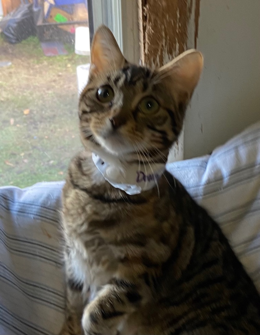 Downy, a Adoptable Domestic Short Hair in Port Wentworth, GA image 2/6