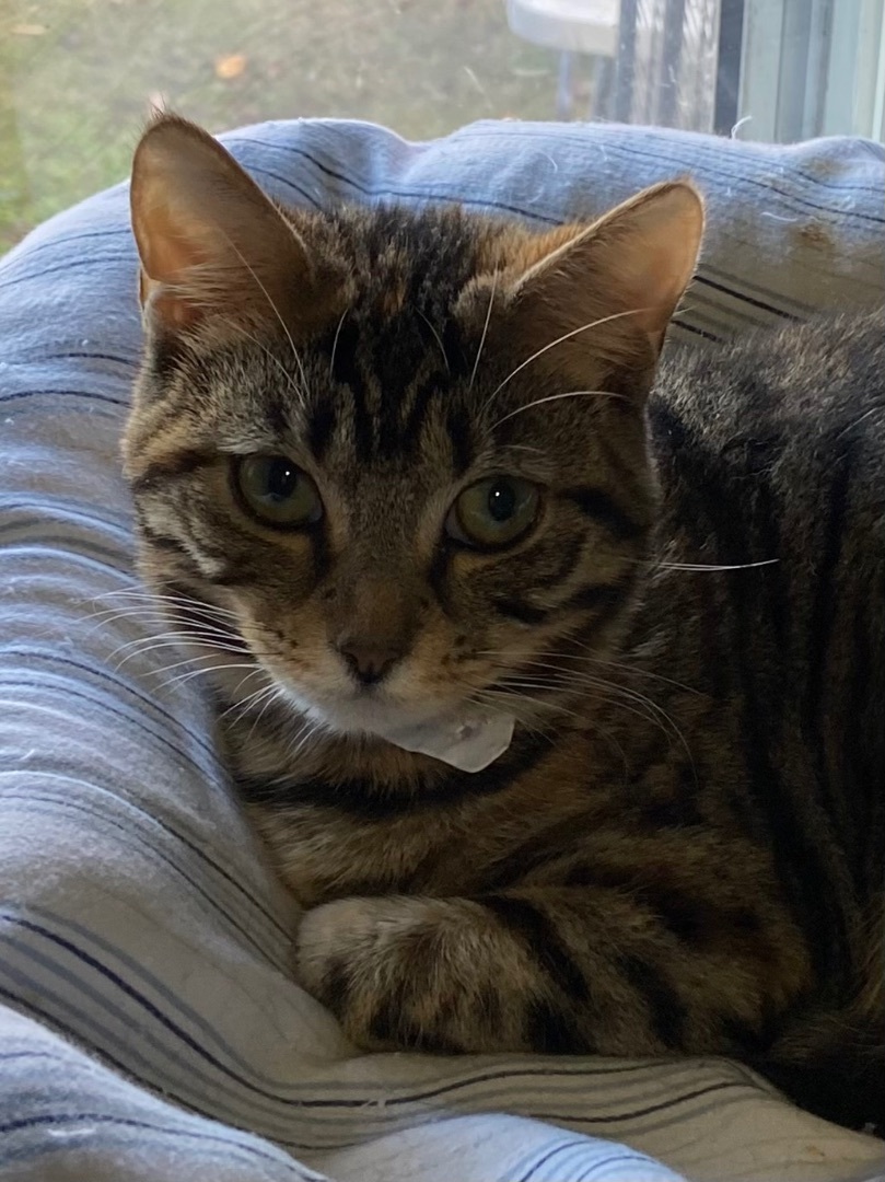 Downy, a Adoptable Domestic Short Hair in Port Wentworth, GA image 3/6