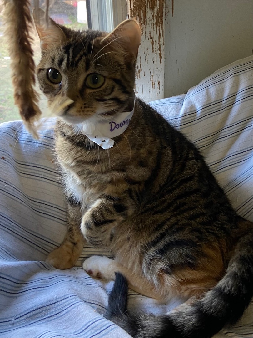 Downy, a Adoptable Domestic Short Hair in Port Wentworth, GA image 4/6