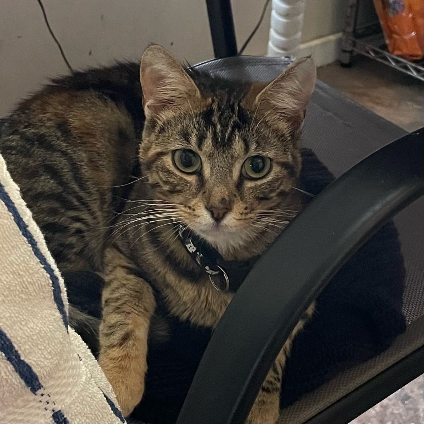 Downy, a Adoptable Domestic Short Hair in Port Wentworth, GA image 1/6