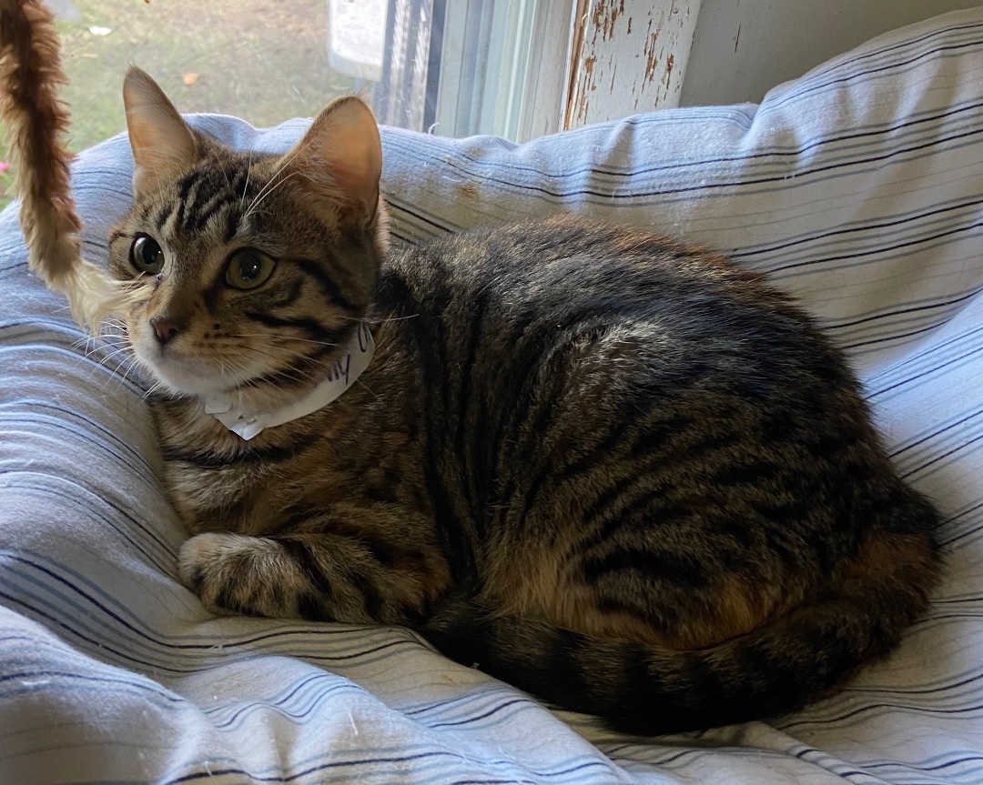 Downy, a Adoptable Domestic Short Hair in Port Wentworth, GA image 5/6