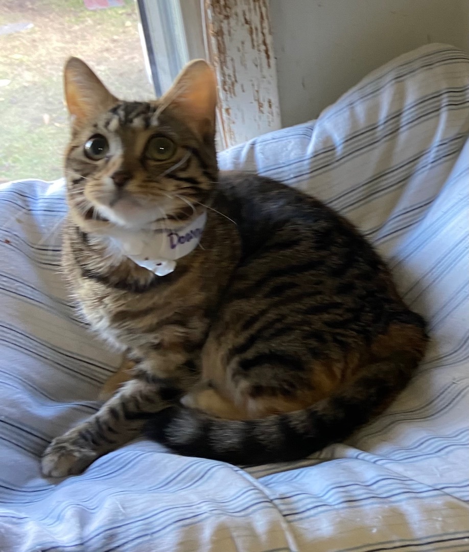 Downy, a Adoptable Domestic Short Hair in Port Wentworth, GA image 6/6