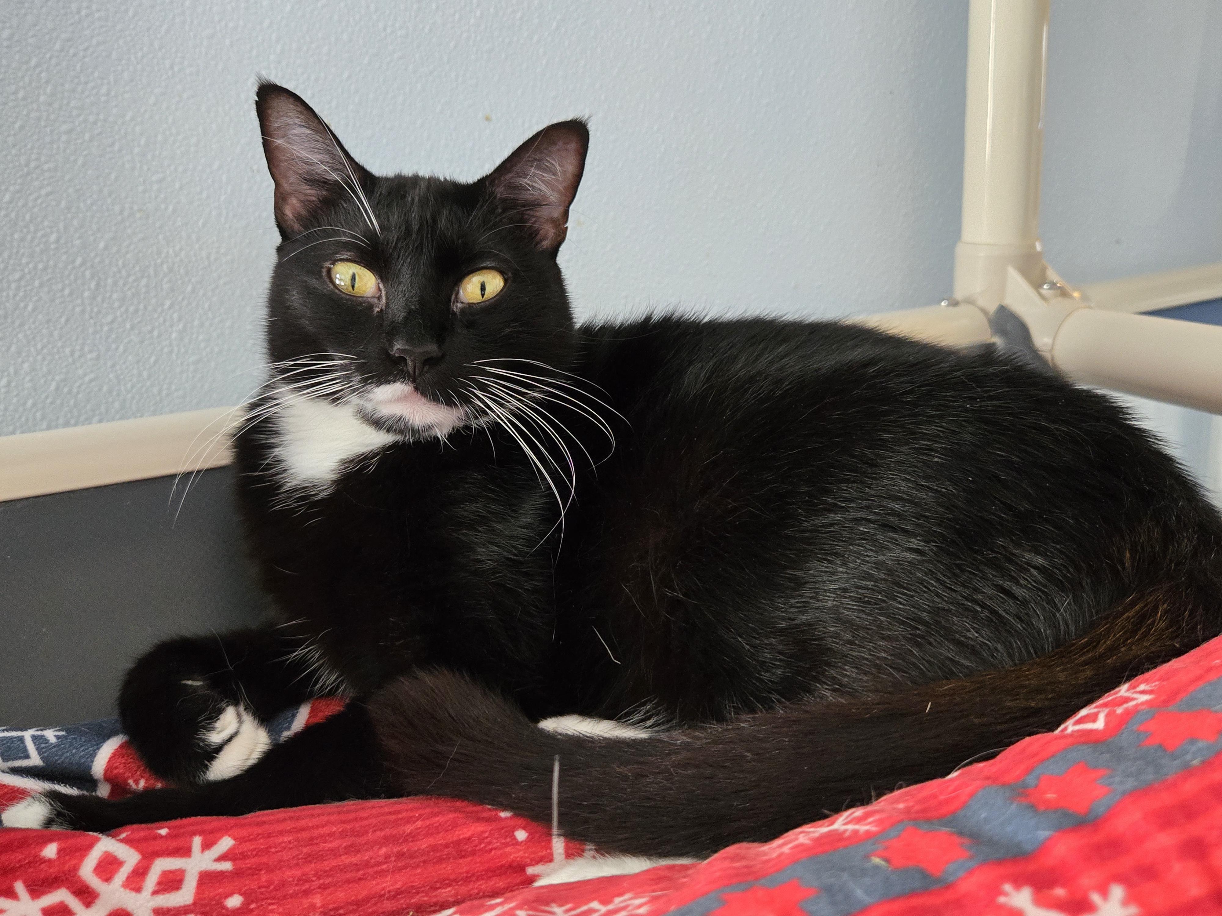 Lilo, a Adoptable Domestic Short Hair image 1/2