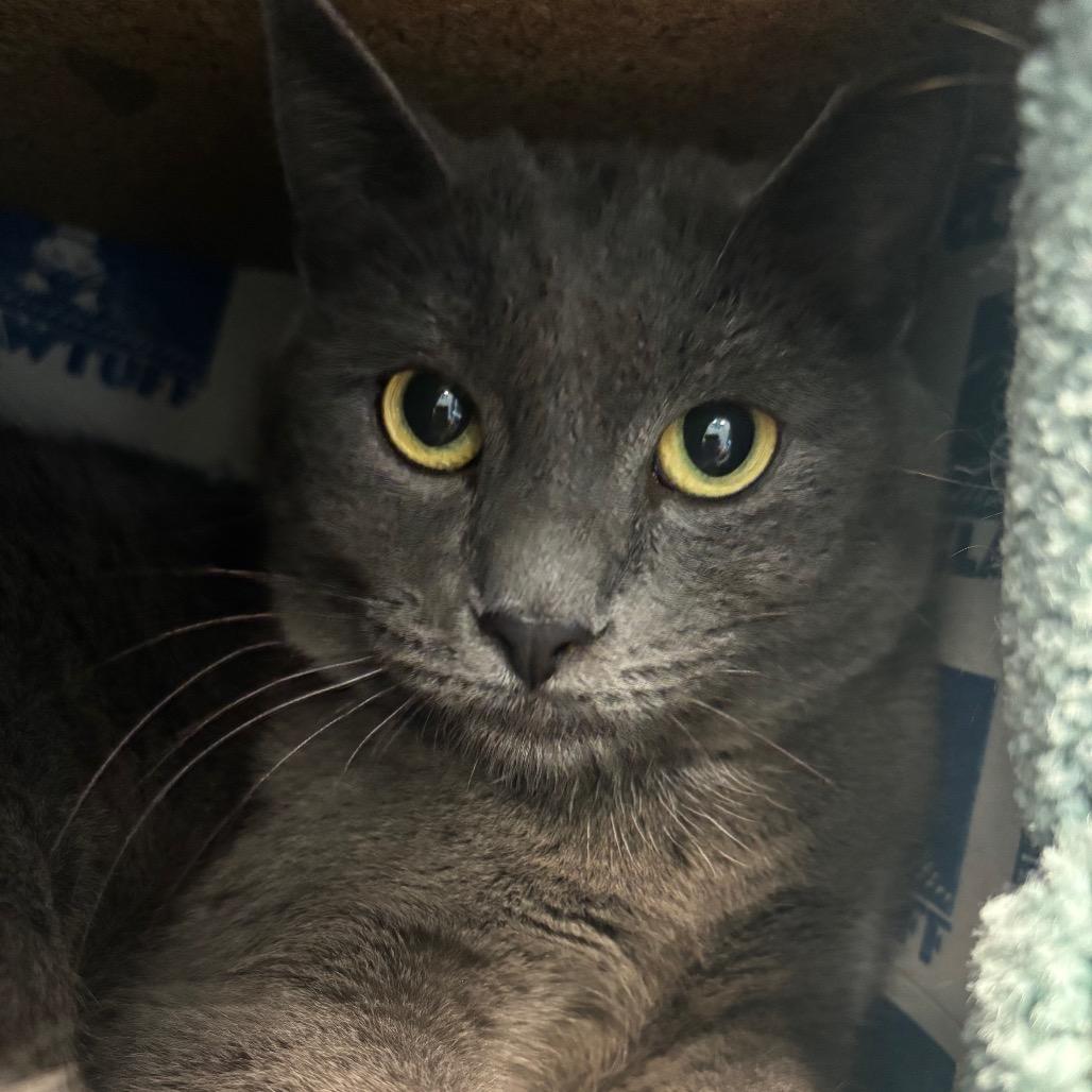 Thomas, Adoptable, Adult Male Domestic Short Hair.