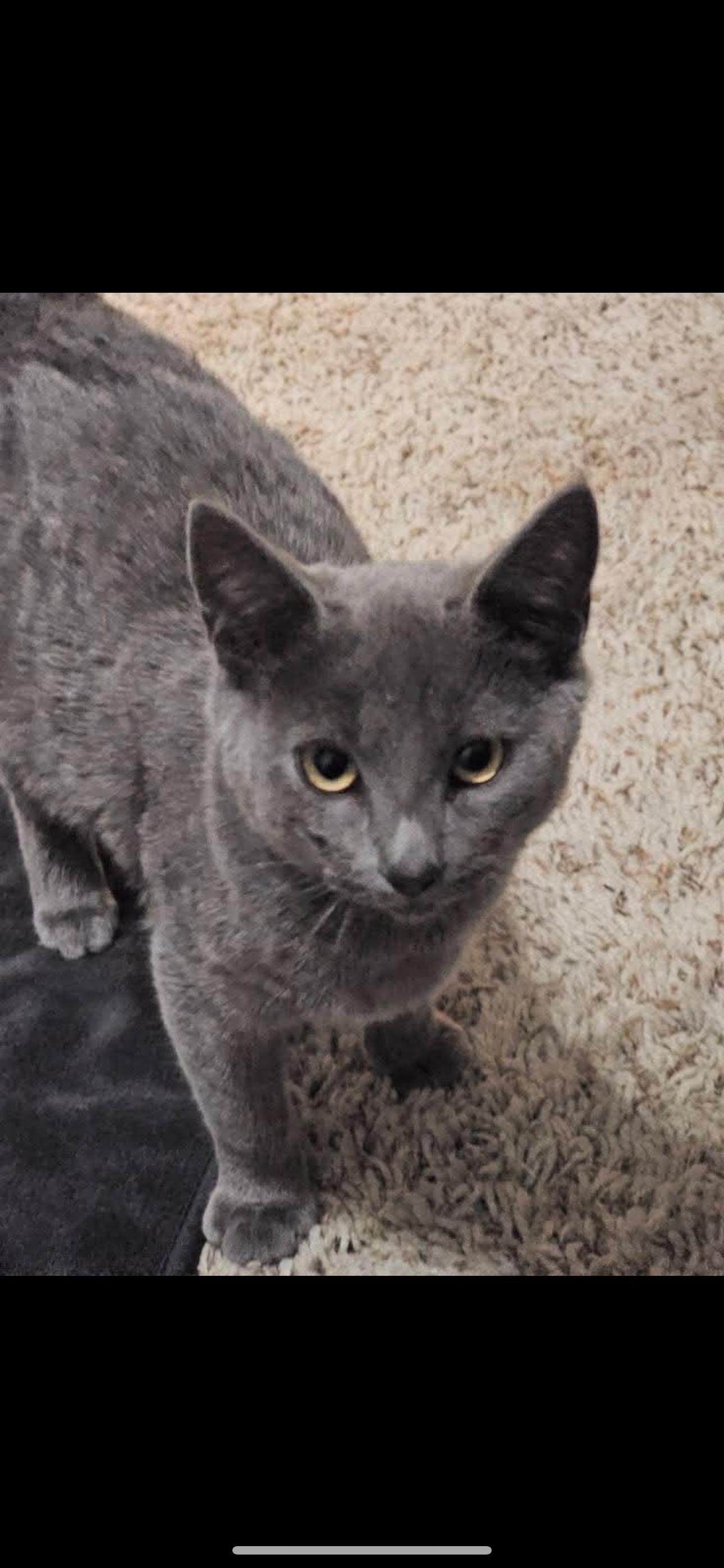 Enlarge River, a Adoptable Russian Blue in Sacramento, CA image 1/1