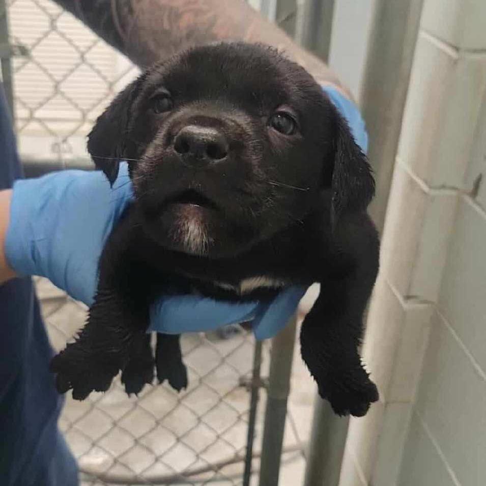 Turkey, Adoptable, Puppy Male Mixed Breed.