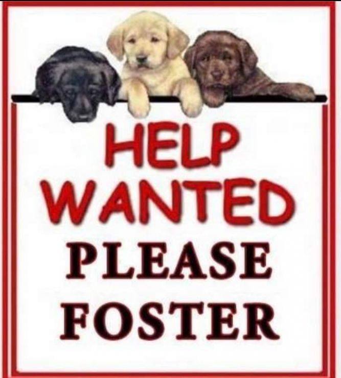 FOSTERS NEEDED!!! photo 3