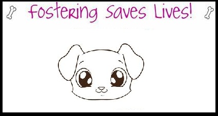FOSTERS NEEDED!!! photo 2
