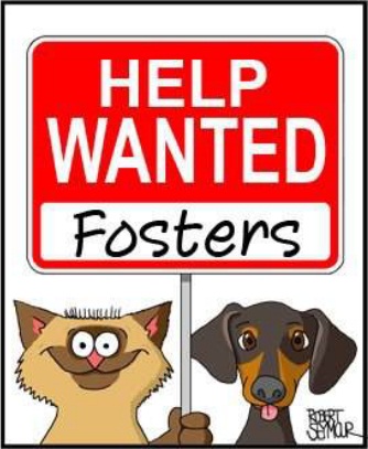 Enlarge FOSTERS NEEDED!!!, a Adoptable mixed breed in Orlando, FL image 3/6