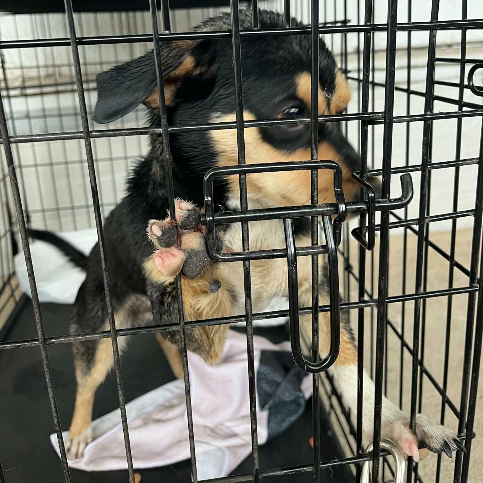 Bandit, an adopted mixed breed in Paramus, NJ image 2/6