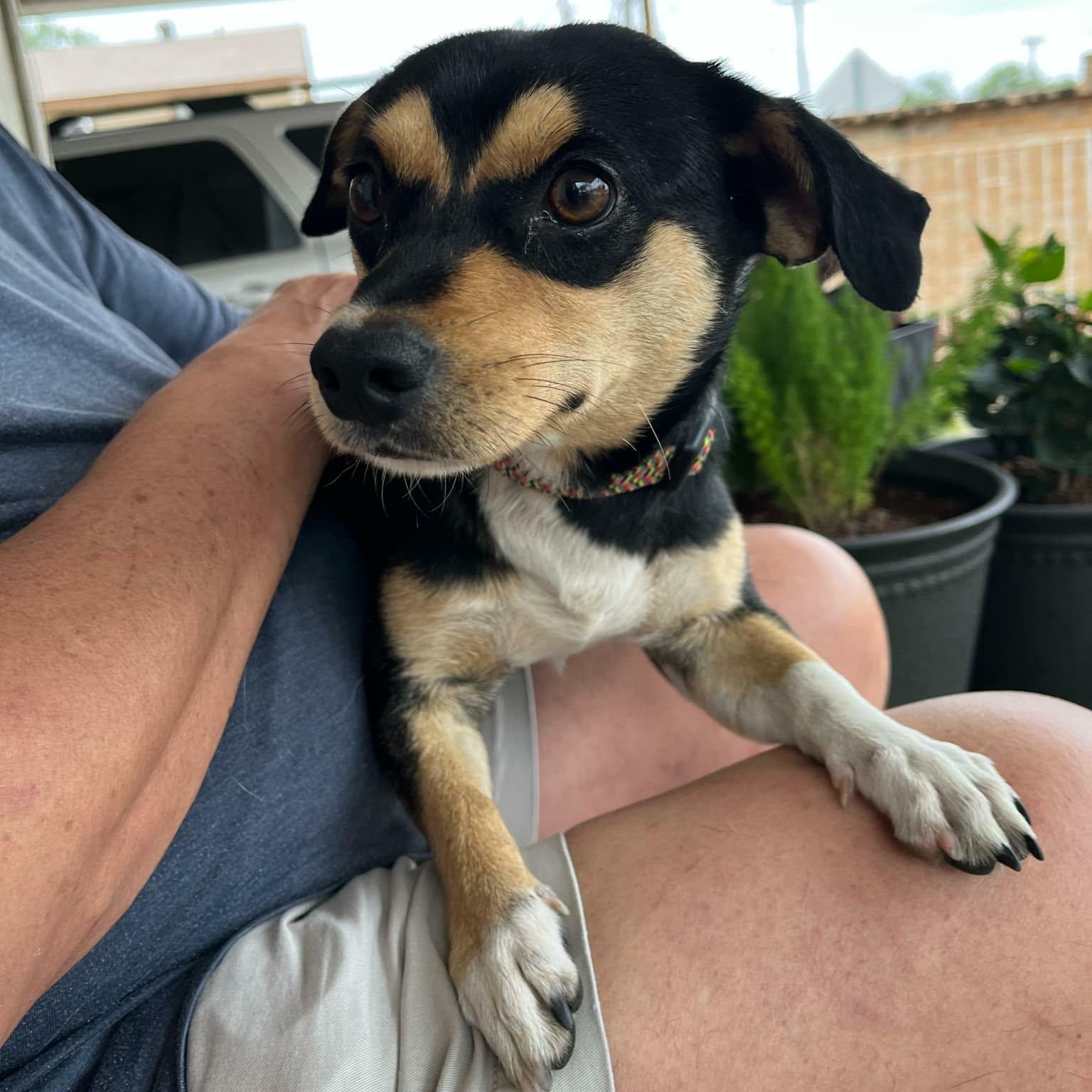 Bandit, adopted, Young Male Rat Terrier.