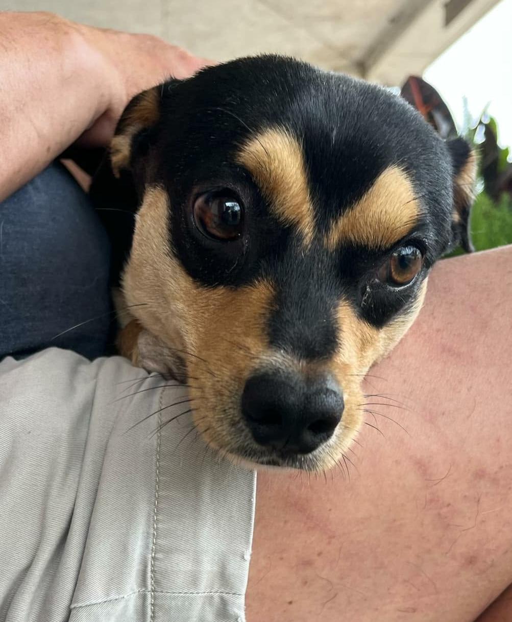Bandit, an adopted mixed breed in Paramus, NJ image 5/6