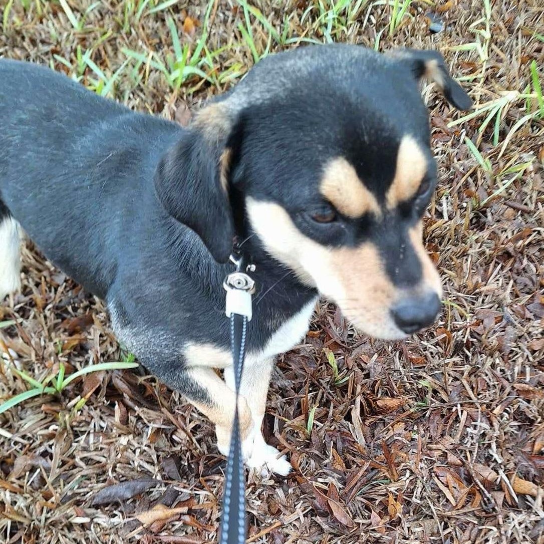 Bandit, an adopted mixed breed in Paramus, NJ image 6/6