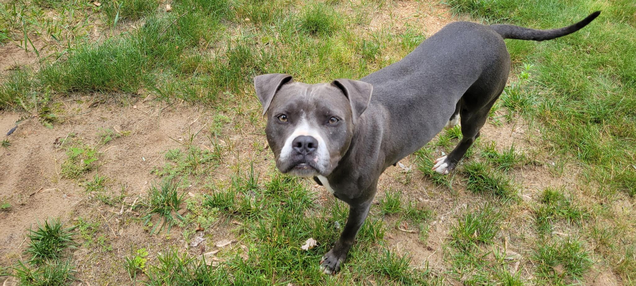 Magnolia, Adoptable, Young Female Pit Bull Terrier.