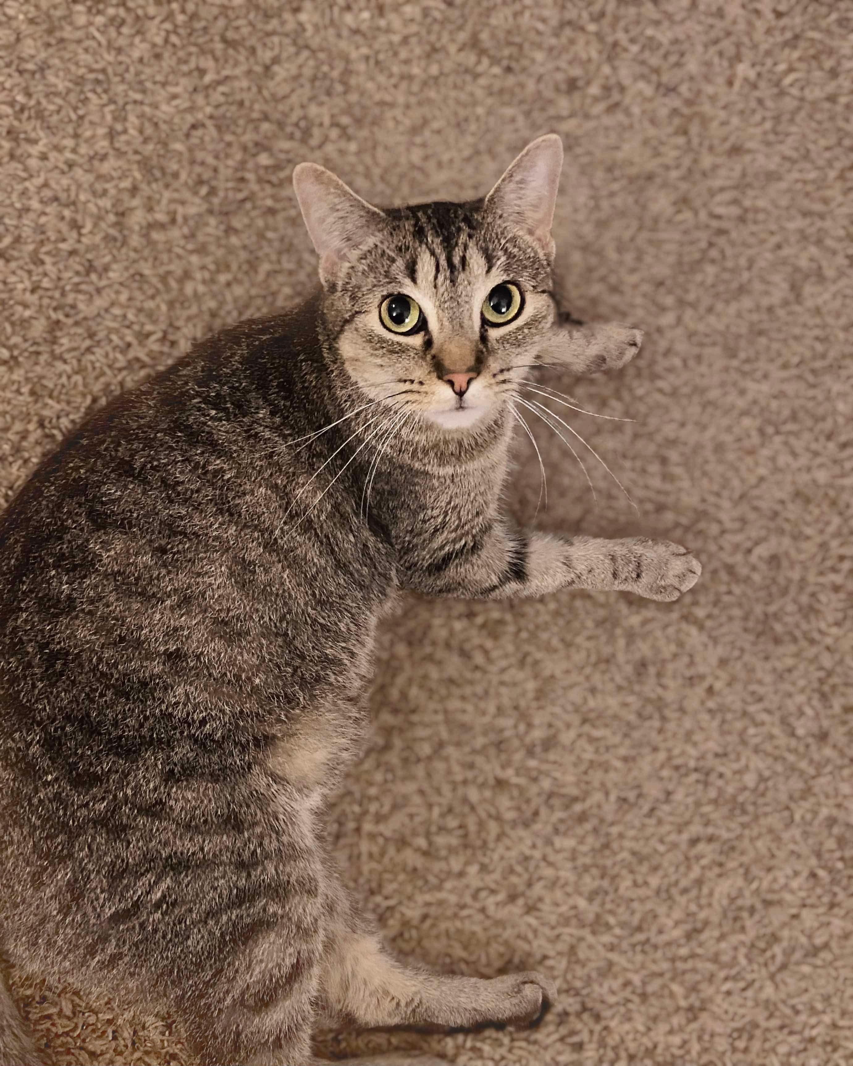 Tiger (Courtesy Post), Adult Female unknown