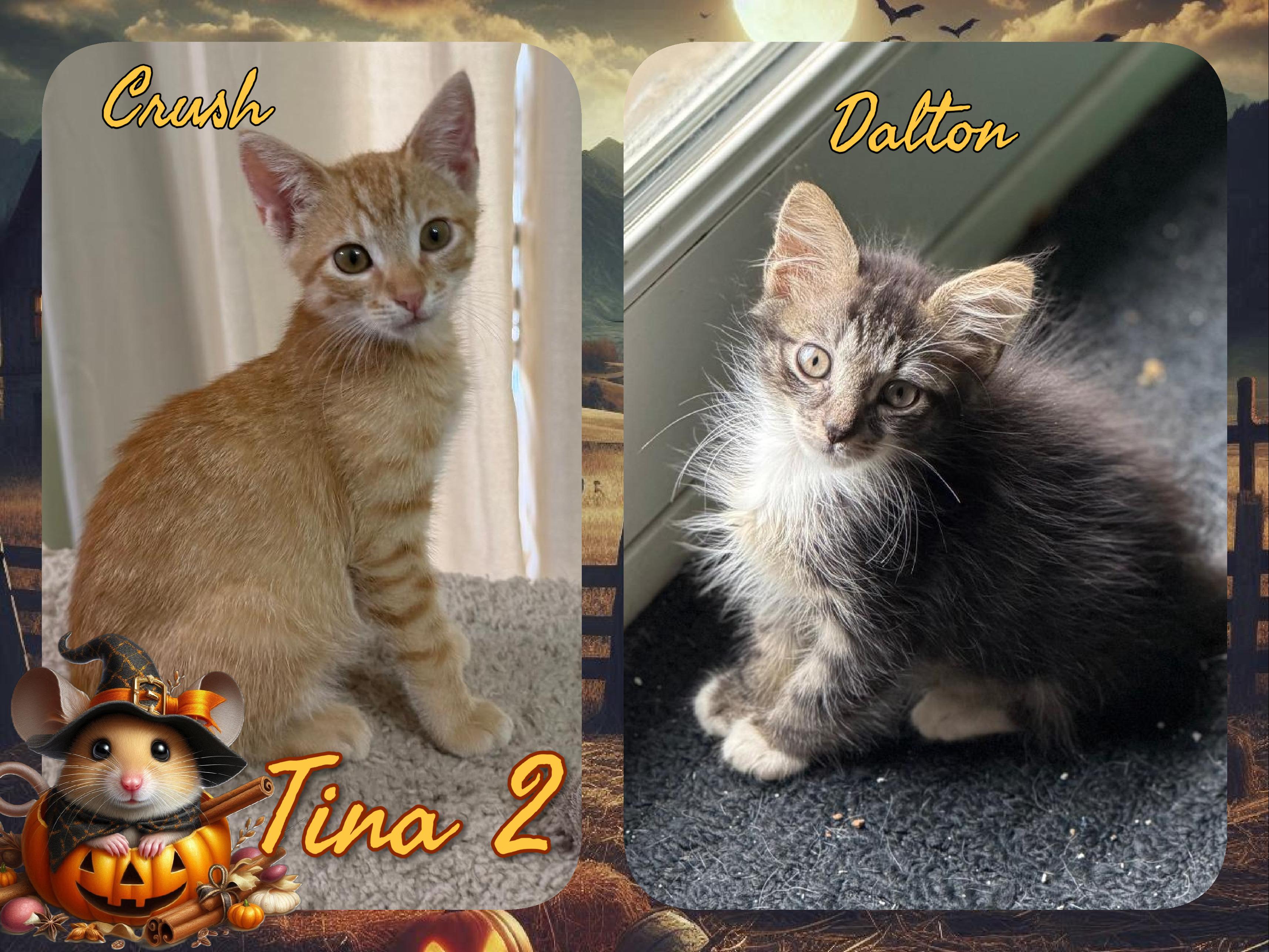 Tina 2, Adoptable, Kitten Male Domestic Short Hair.
