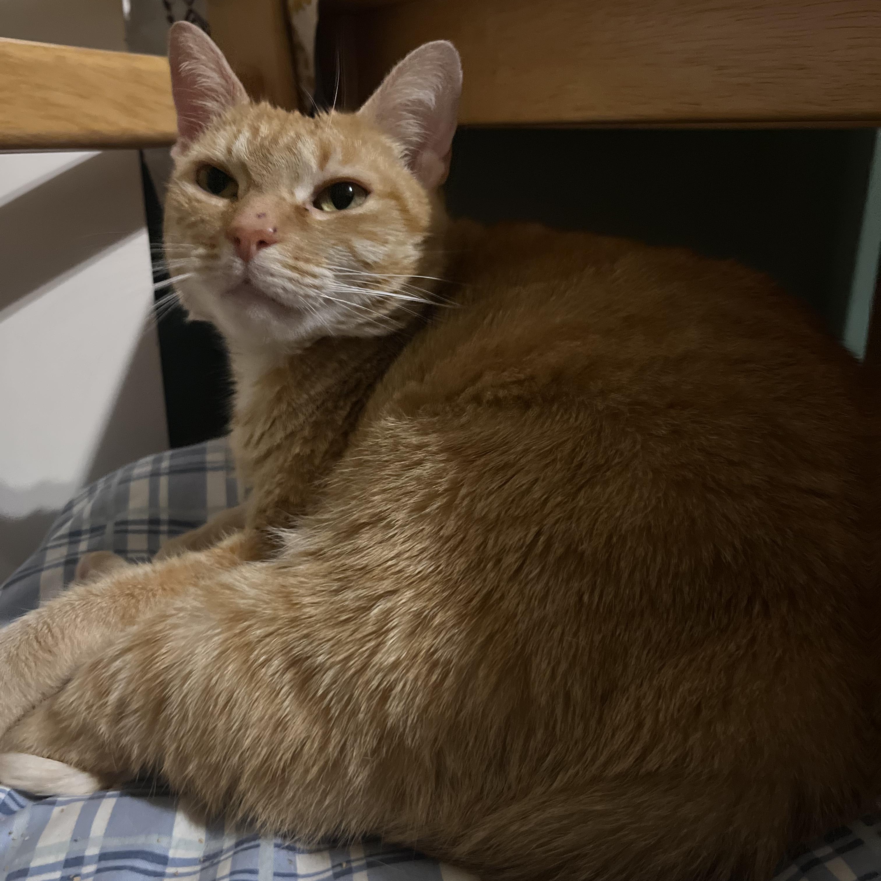 Enlarge Ginger, a Adoptable mixed breed in FITCHBURG, MA image 3/6