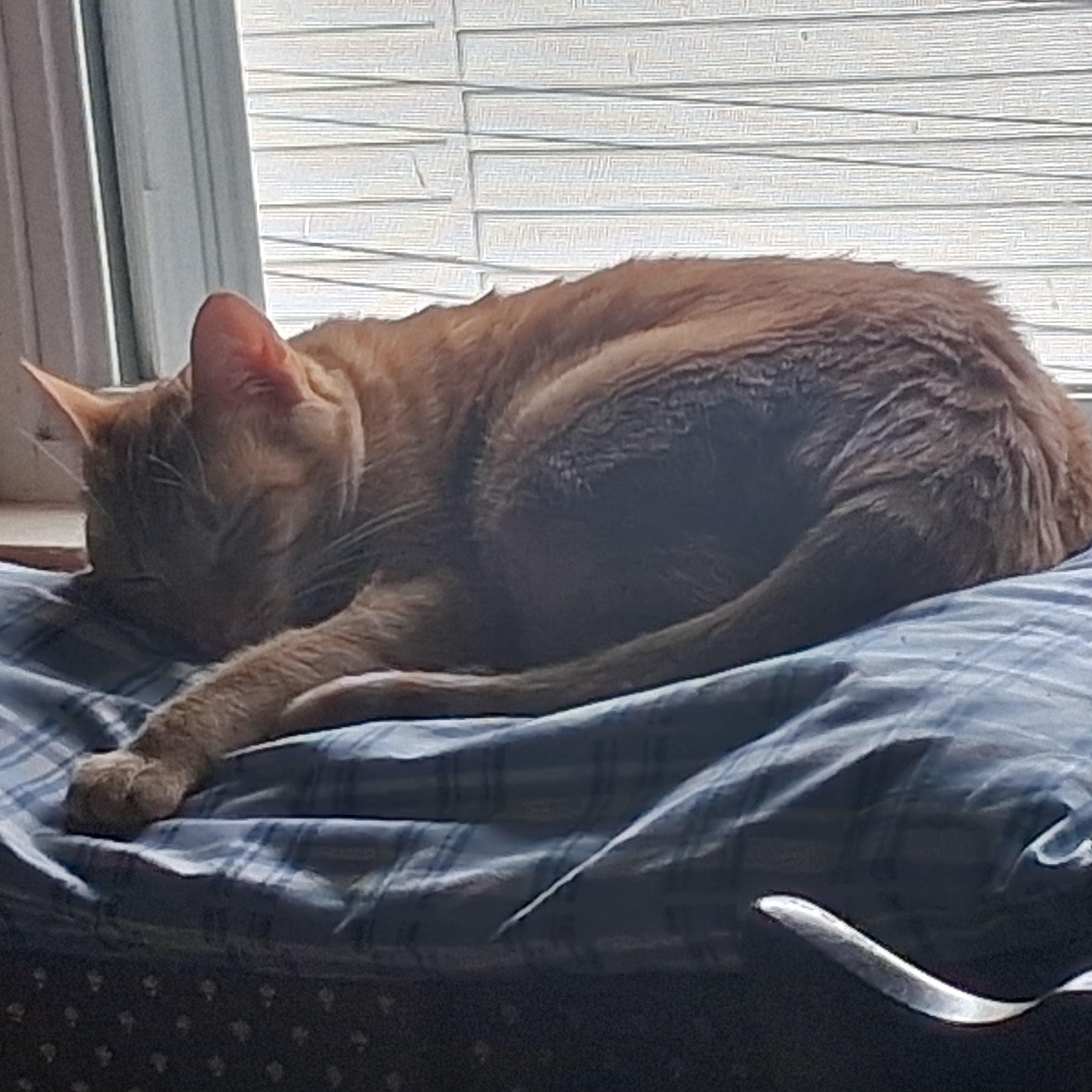 Enlarge Ginger, a Adoptable mixed breed in FITCHBURG, MA image 5/6